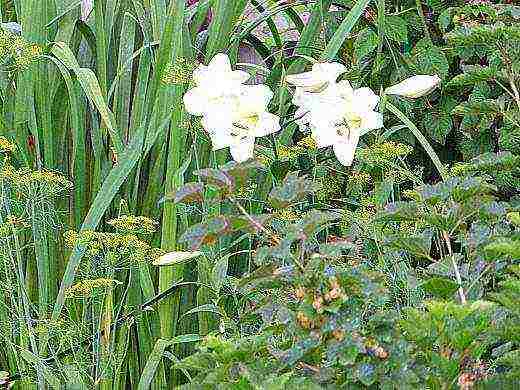 how to properly grow lilies in a summer cottage