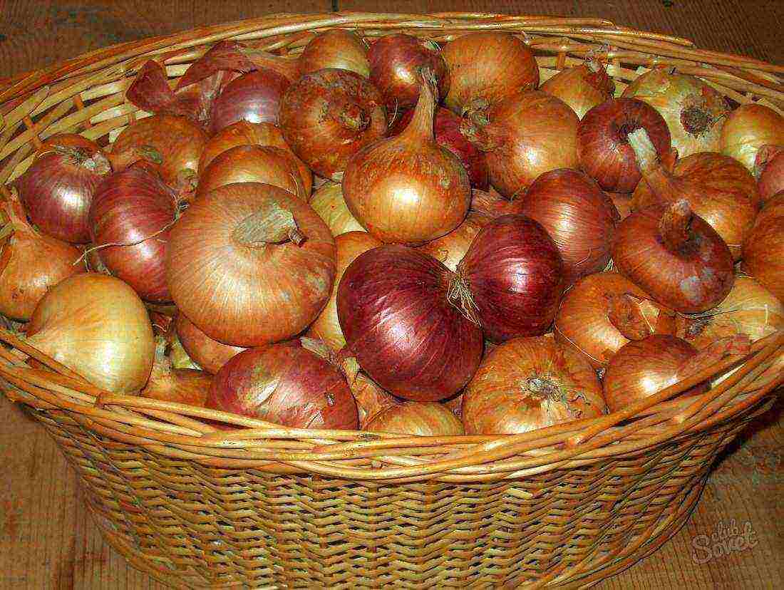 how to properly grow onions on a head from a set