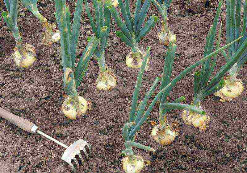 how to properly grow onions on a head from a set