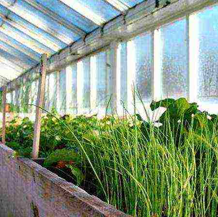how to properly grow onions for greens in a greenhouse