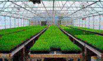 how to properly grow onions for greens in a greenhouse