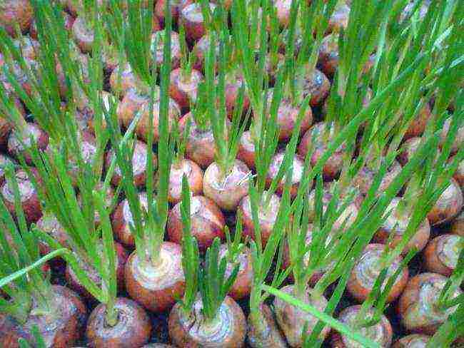 how to properly grow onions for greens in a greenhouse