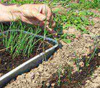 kung paano maayos na mapalago ang mga sibuyas para sa mga gulay sa isang greenhouse