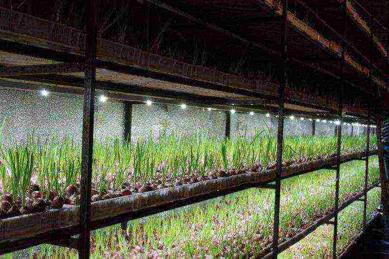 how to properly grow onions for greens in a greenhouse