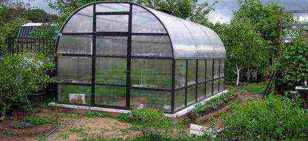 how to properly grow onions for greens in a greenhouse