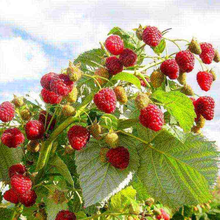 how to properly grow raspberries outdoors