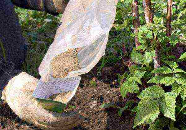 how to properly grow raspberries outdoors