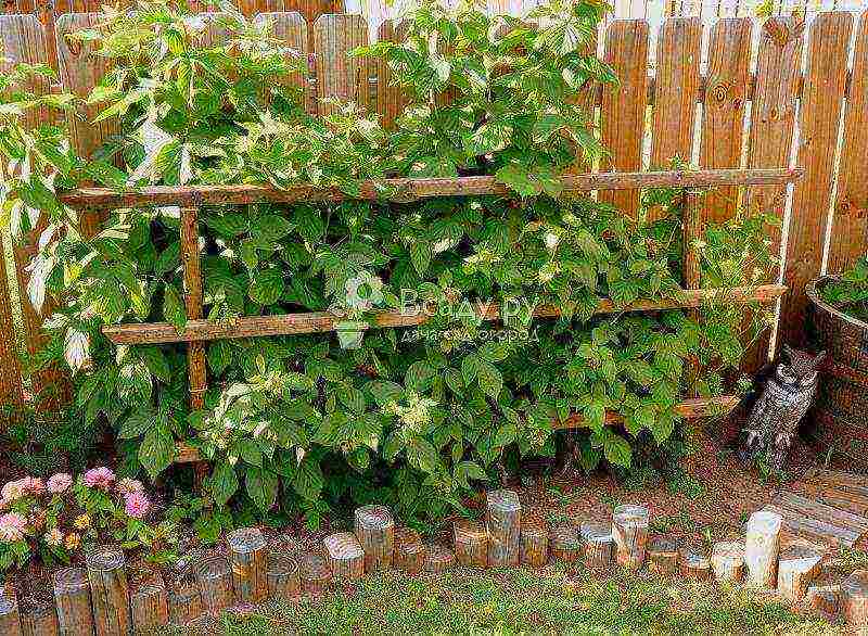 how to properly grow raspberries outdoors