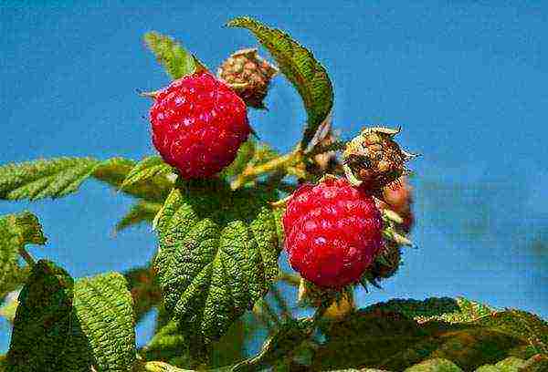 how to properly grow raspberries outdoors