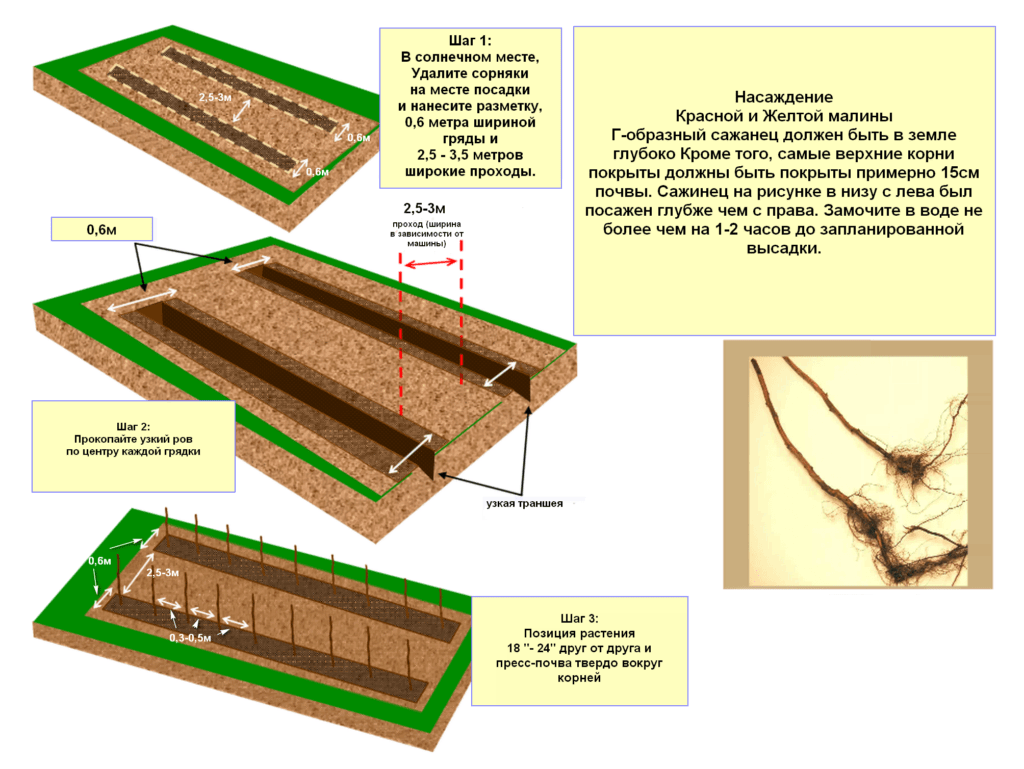 how to properly grow raspberries outdoors