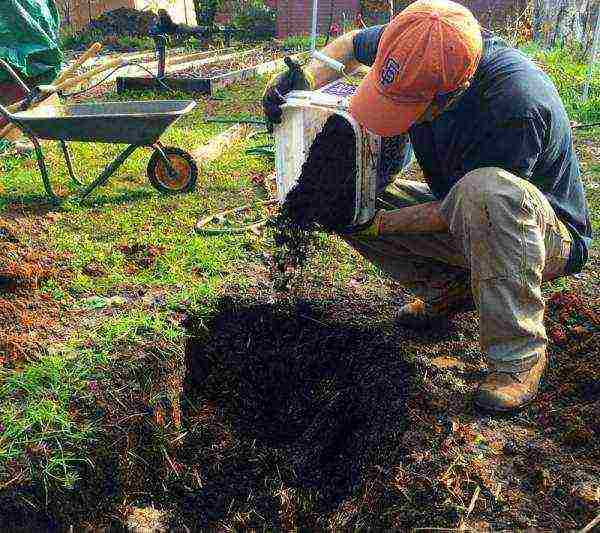 how to properly grow raspberries outdoors