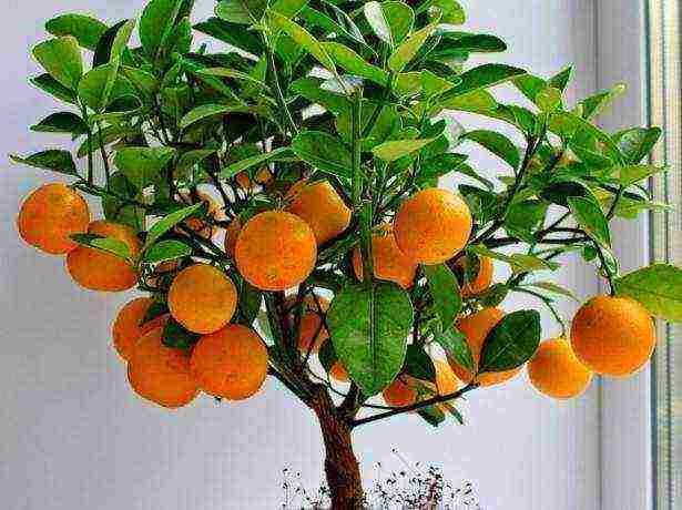 how to properly grow tangerines at home from a bone