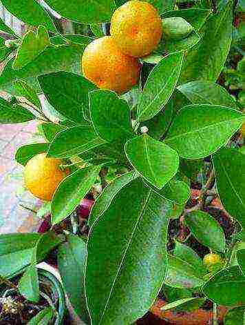 how to properly grow tangerines at home from a bone