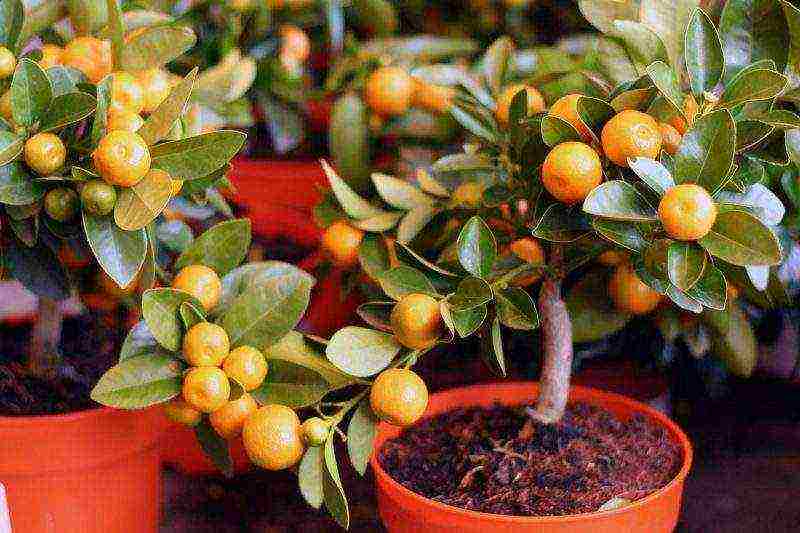 how to properly grow a tangerine tree at home