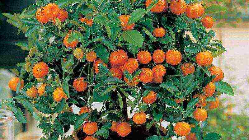 kako pravilno uzgajati stablo mandarine kod kuće