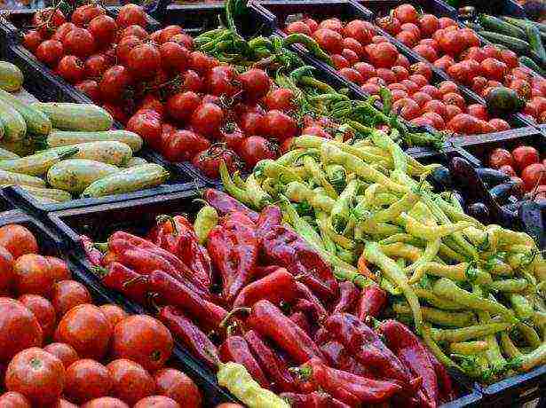 kung paano maayos na mapalago ang mga pipino sa isang winter greenhouse