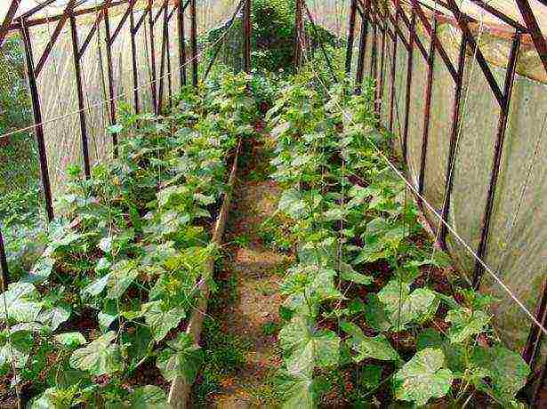 how to properly grow cucumbers in a winter greenhouse