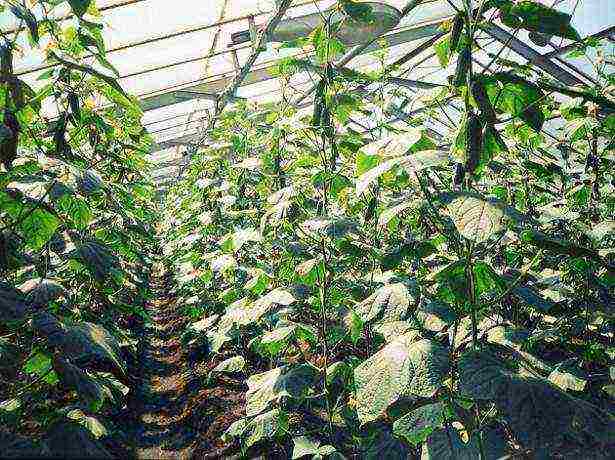 kung paano maayos na mapalago ang mga pipino sa isang winter greenhouse