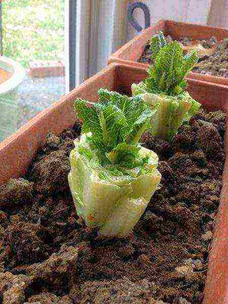 how to properly grow Chinese cabbage at home