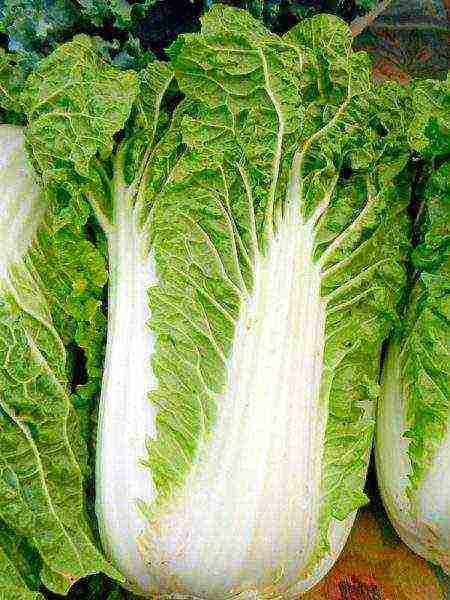how to properly grow Chinese cabbage at home