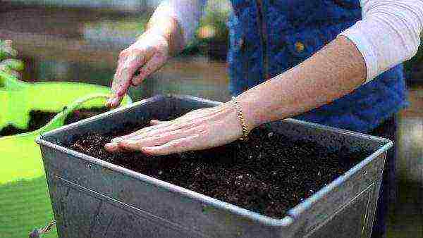 how to properly grow Chinese cabbage at home