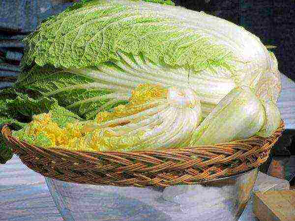 how to properly grow Chinese cabbage at home