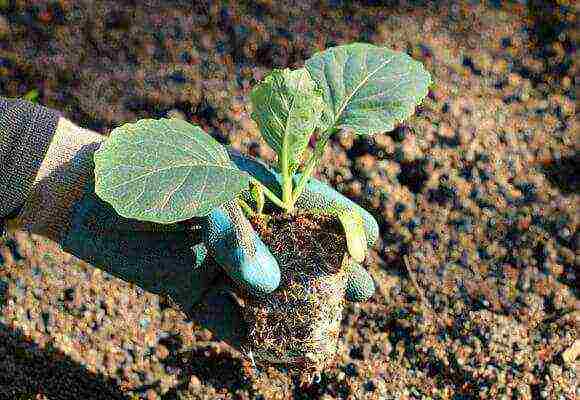 how to properly grow Chinese cabbage at home