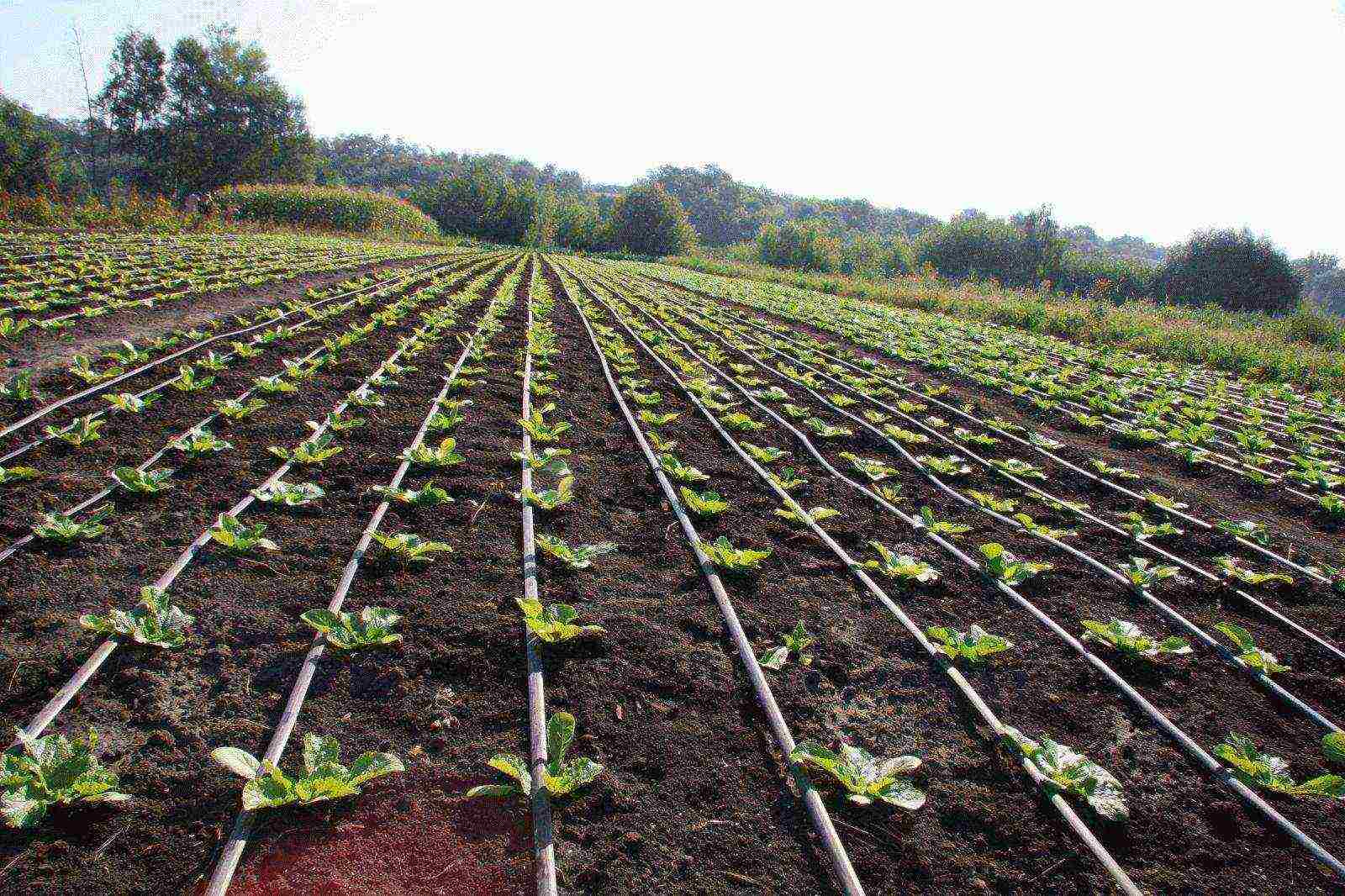 how to properly grow Chinese cabbage at home