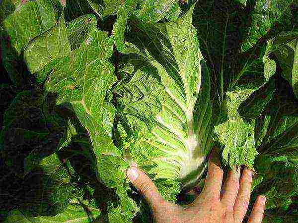 how to properly grow Chinese cabbage at home