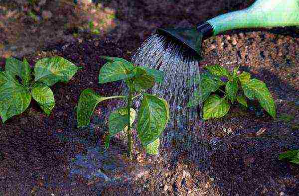 how to properly grow peppers in the open field