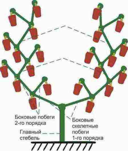 how to properly grow peppers in the open field