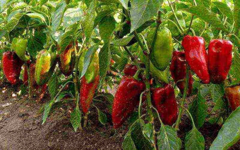 kako pravilno uzgajati paprike na otvorenom polju