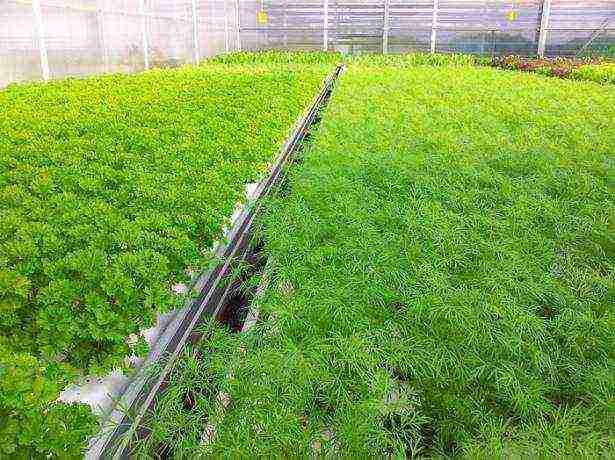 how to properly grow parsley in a greenhouse in winter