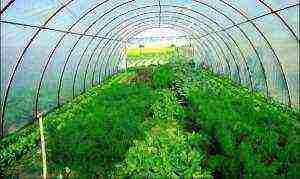 how to properly grow parsley in a greenhouse in winter