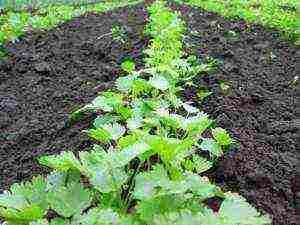 how to properly grow parsley in a greenhouse in winter