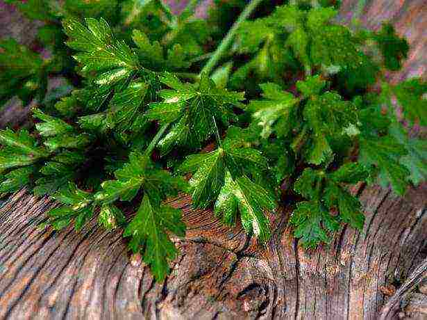 how to properly grow parsley in a greenhouse in winter