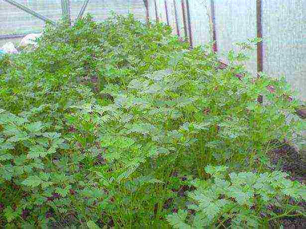 how to properly grow parsley in a greenhouse in winter