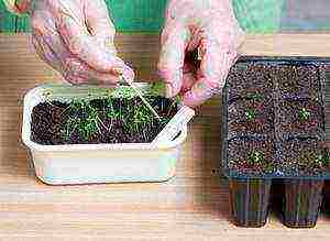 how to properly grow petunia from seeds at home