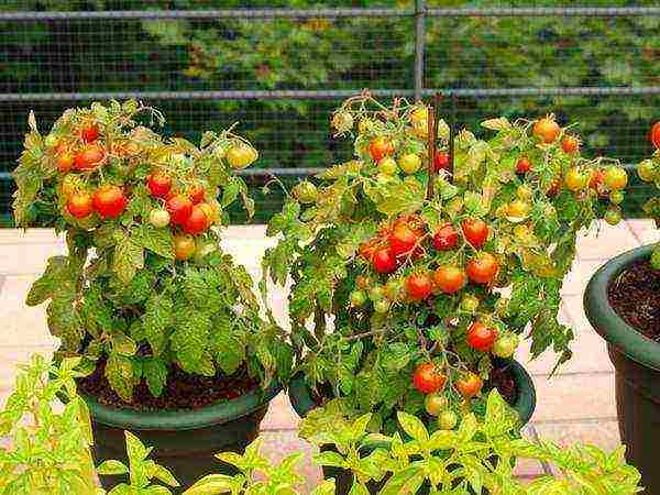 how to grow tomatoes correctly balcony miracle