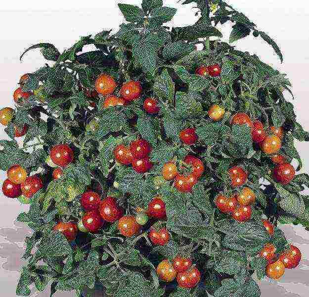 how to grow tomatoes correctly balcony miracle