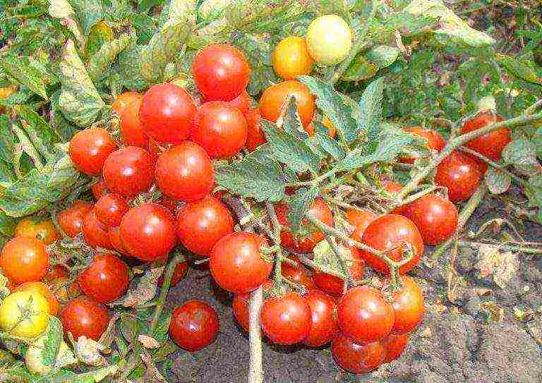 how to grow tomatoes correctly balcony miracle