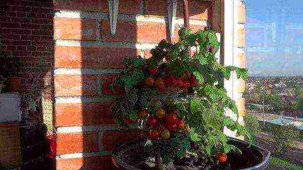 how to grow tomatoes correctly balcony miracle