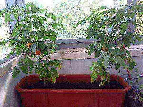 how to grow tomatoes correctly balcony miracle