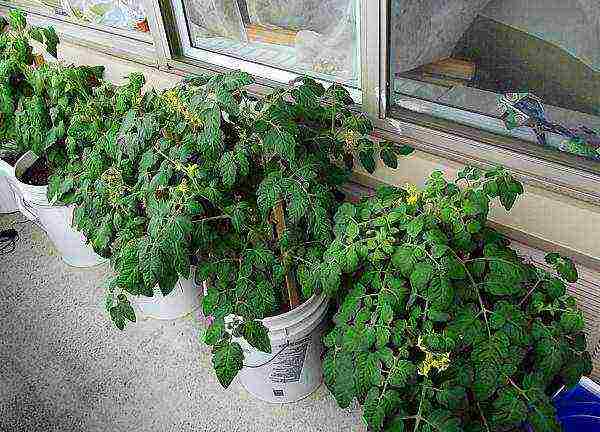 how to grow tomatoes correctly balcony miracle