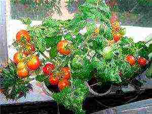 how to grow tomatoes correctly balcony miracle