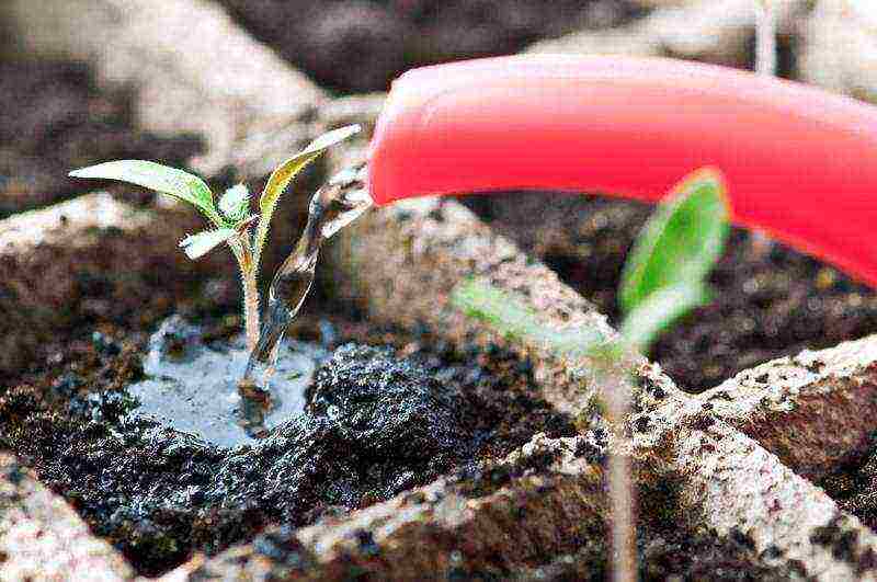 how to grow tomatoes correctly balcony miracle