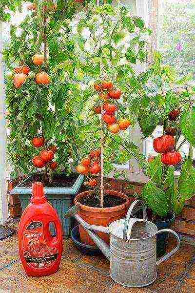 how to properly grow tomatoes on the windowsill