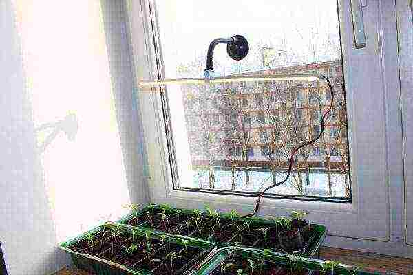 how to properly grow tomatoes on the windowsill