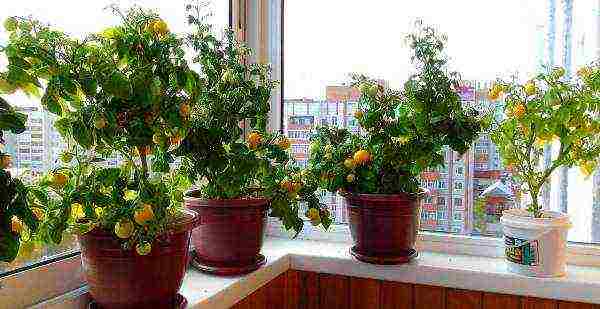 how to properly grow tomatoes on the windowsill