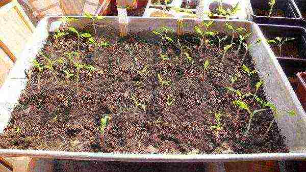 kung paano maayos na mapalago ang mga kamatis sa windowsill